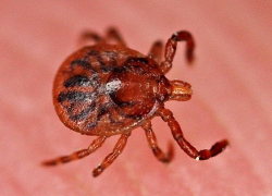 Борисоглебцы могут получить консультацию по вопросам клещевого энцефалита