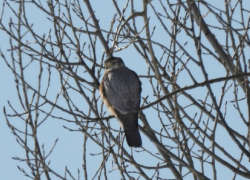 В Хопёрском заповеднике заметили редкого гостя – дербника
