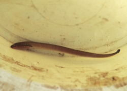 В Хопёрском заповеднике выловили украинскую миногу