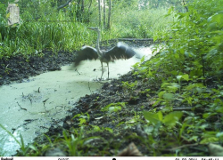 Работники Хоперского заповедника призвали интернет- пользователей проголосовать поддержать их в национальном конкурсе 