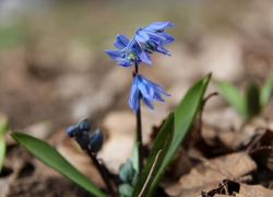 Хопёрский заповедник запустил в соцсетях конкурс «Сохраним первоцветы» 	