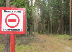 Жителям Воронежской области запретили въезд в хвойные леса