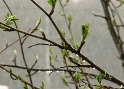 Мрачная и сырая погода накроет Воронежскую область