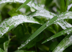 В Воронежской области ожидаются заморозки