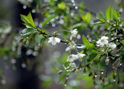 9 мая в Воронежской области ожидаются грозовые дожди