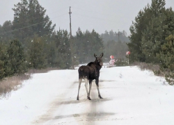О лосях на дорогах Воронежской области предупредили автомобилистов 