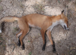 В Грибановском районе бешеная лиса напала на собаку