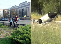 Борисоглебцы продолжают нарушать ПДД и вытаптывать газон, перепрыгивая препятствия