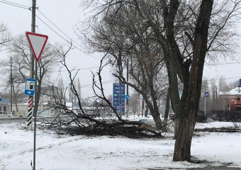 Дерево стало жертвой стихии в Борисоглебске