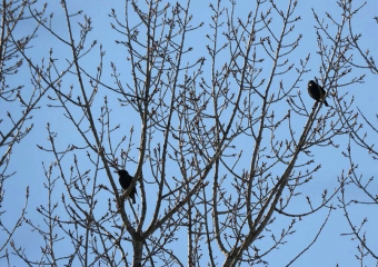 В Хопёрский заповедник прилетели скворцы