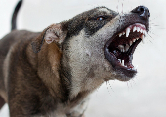 Собаки напали на школьника в столице Воронежской области