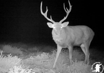 Любопытных оленей из Хоперского заповедника сняли на видео