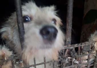 Частный приют для животных в Поворинском районе терпит бедствие