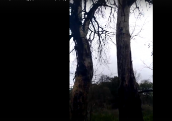 Погибших в огне зеленых великанов запечатлели на видео в Хоперском заповеднике