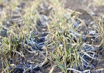 Более 245 тыс. гектаров посевов повредили заморозки в Воронежской области в начале мая