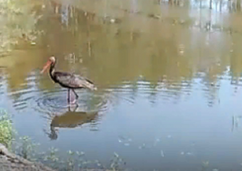 Чёрный аист попал в фотоловушку Хопёрского заповедника 