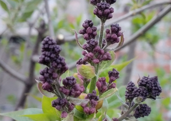Какой будет погода на майских праздниках в Воронежской области, рассказали синоптики