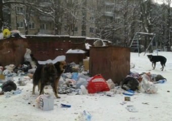 Владельцев животных будут штрафовать за избавление от питомцев