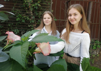 «Трубы ангелов» зацвели в Борисоглебске 