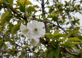 Разгар весны начинается в Воронежской области