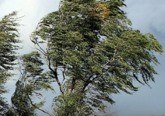 О сильном ветре предупредили жителей Воронежской области