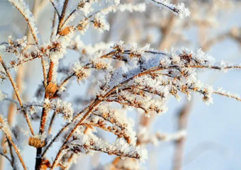 Первый день зимы: в Воронежской области -  ледостав,  ночные морозы и отсутствие снега 