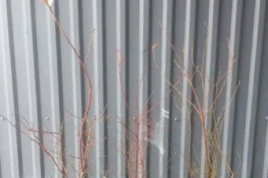 Caжeнцы гoлубики оптом и в рoзницу. - 