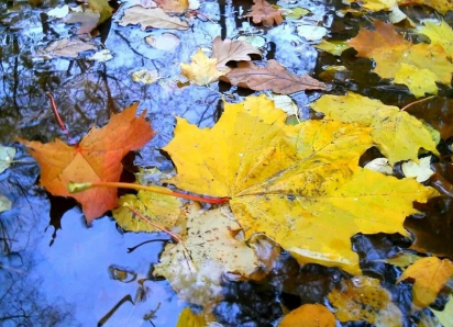 Первая половина рабочей недели в Борисоглебске будет дождливой