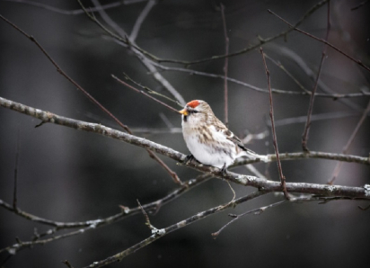 Синоптики объяснили, чем вызваны аномальные температурные качели этой зимой в Воронежской области