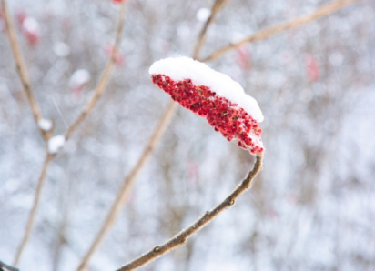 Синоптики рассказали, когда в Воронежской области растает снег