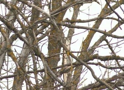 В Борисоглебском округе и Грибановском районе ввели карантин из-за опасной болезни деревьев