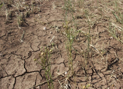 Как повлияет глобальное изменение климата на Воронежскую область, рассказали специалисты