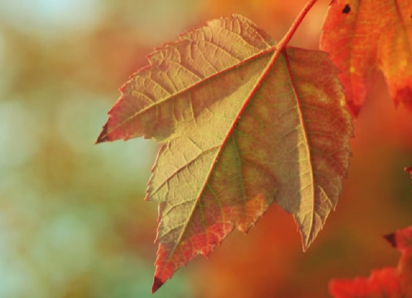 Летнее тепло вернется на один день в Воронежскую область 