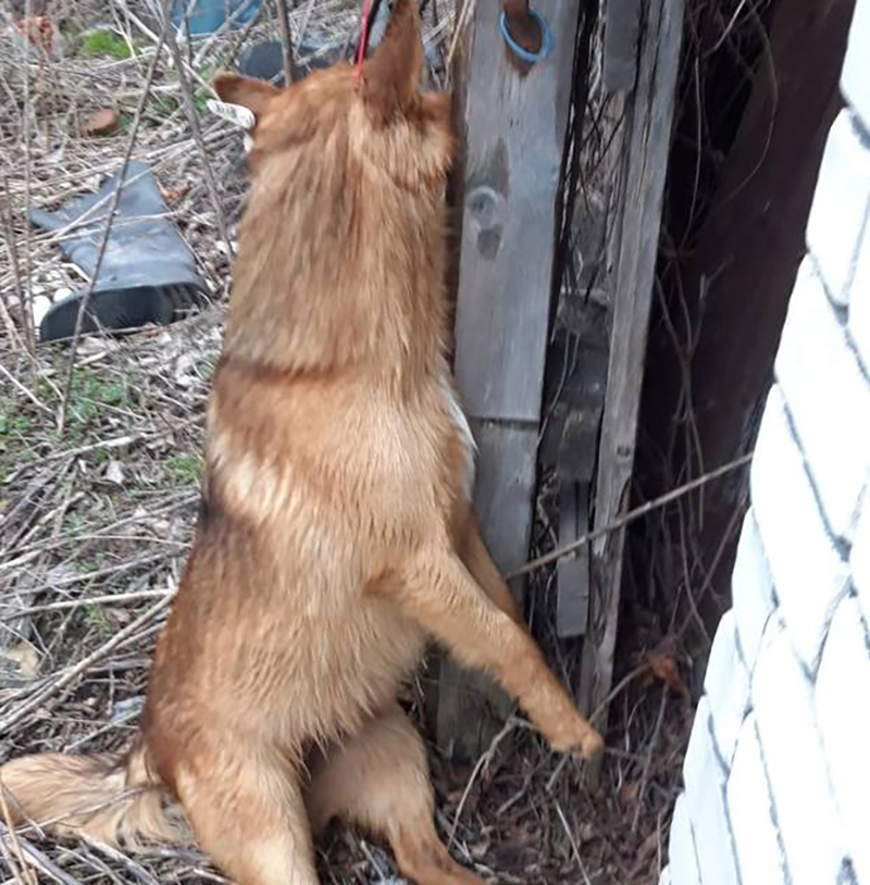 «Самую добрую собаку на свете» жестоко убили в Воронежской области