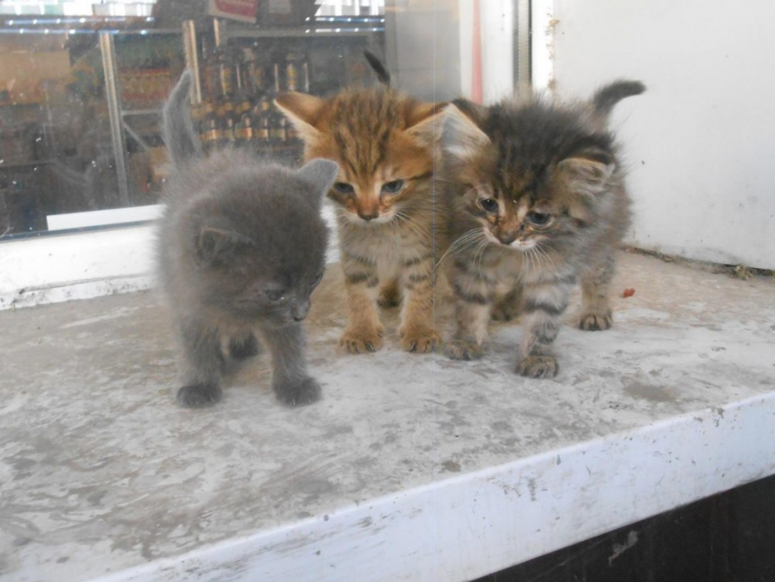 Возле одного из супермаркетов Борисоглебска поселилось  целое семейство котят