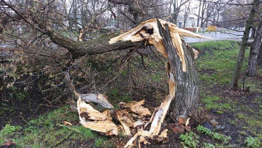 В Борисоглебске спилят более 100 аварийных деревьев 