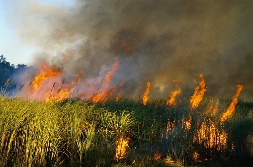 За прошедшие сутки в Воронежской области произошло 17 ландшафтных пожаров 