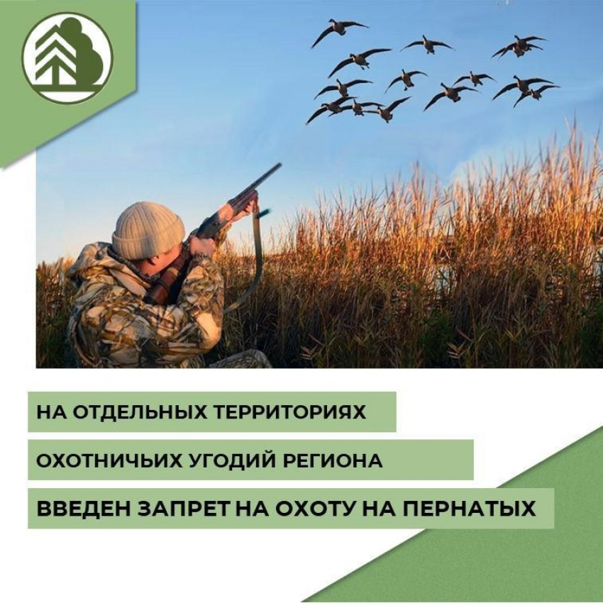 В отдельных охотничьих угодьях Воронежской области запретили стрелять пернатых 
