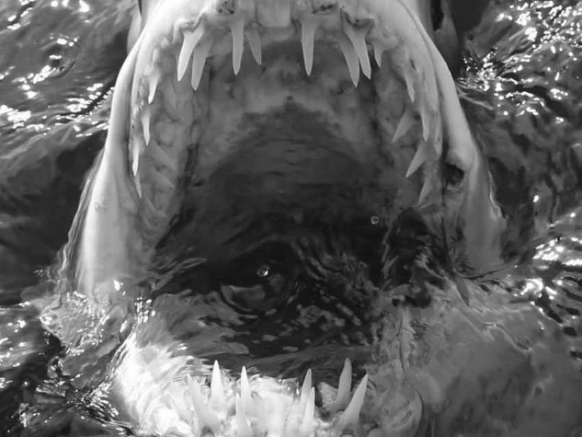 Каких чудищ вылавливали из водоемов Воронежской области