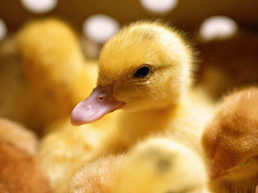 Из-за опасности  птичьего гриппа через Воронежскую область не пропустили 2 тыс утят