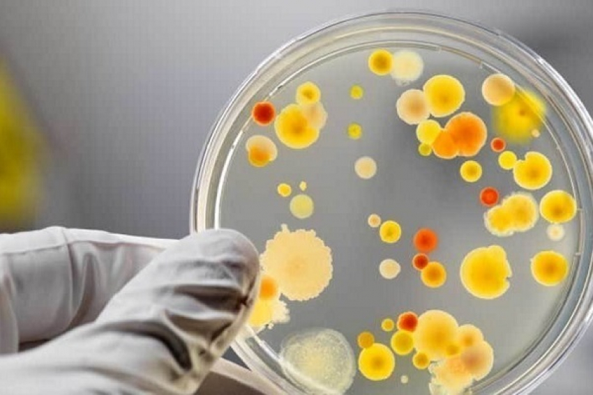 В Воронежской области стали в 2 раза чаще болеть сальмонеллёзом