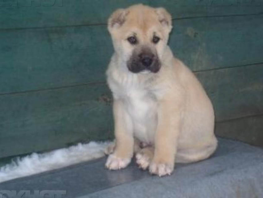 Бывший зэк ответит перед судом за похищение алабая в Новохоперском районе