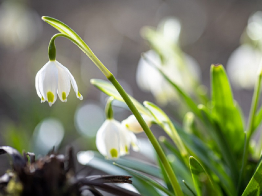 В Воронежскую область приходит настоящая весна