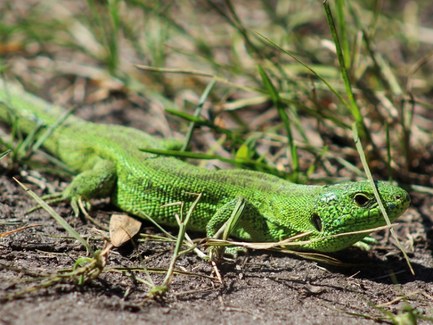 Чем отличаются ярко зеленые ящерицы от других, рассказали специалисты Хоперского заповедника