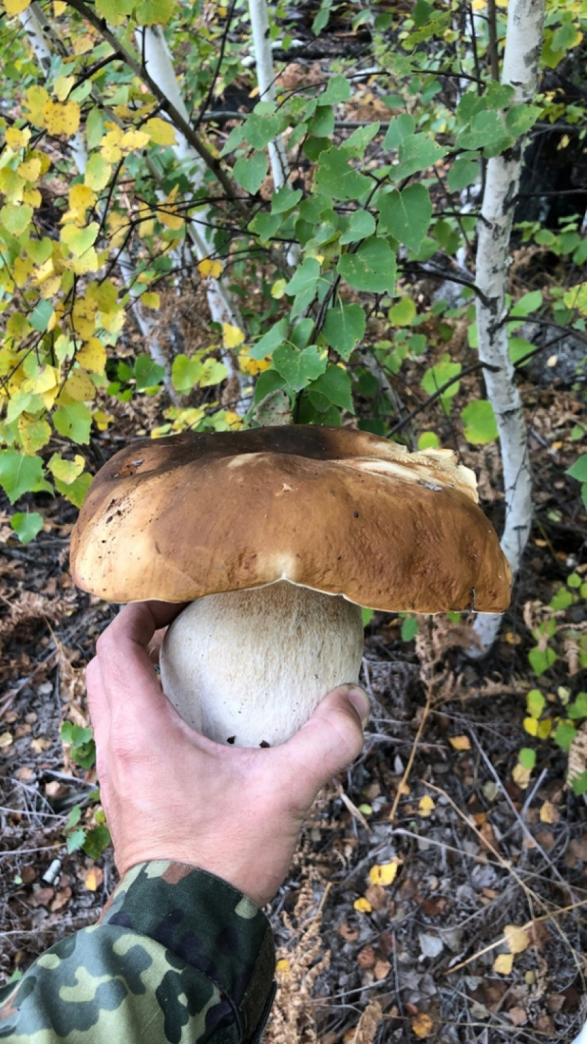 16 жителей Воронежской области отравились грибами в сентябре