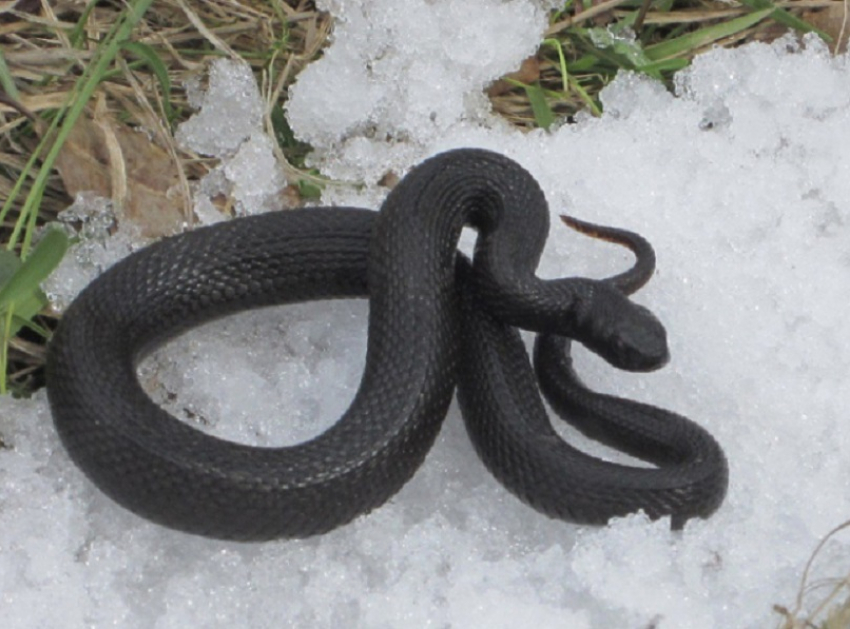 Когда в Воронежской области проснутся гадюки