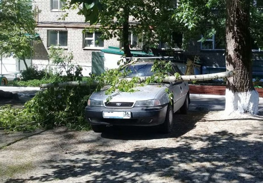 В Борисоглебске упавшая ветка пробила лобовое стекло автомобиля