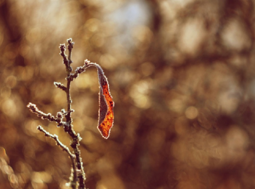 Небольшие дожди и легкие заморозки ожидаются в Воронежской области на последней неделе ноября