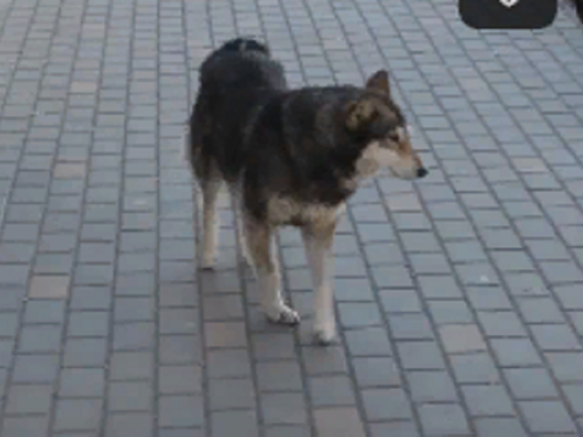 Новый видеосюжет о стаях бродячих собак в Борисоглебске снял наш мобильный корреспондент