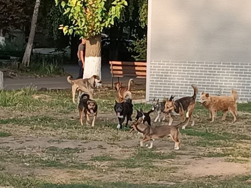 Жителей Воронежской области попросили высказаться по поводу эвтаназии бездомных животных
